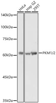 PKM1/2 Rabbit pAb