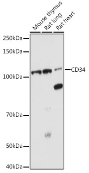 CD34 Rabbit pAb