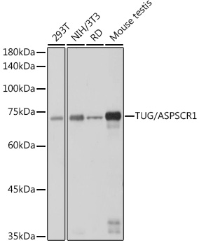 TUG/ASPSCR1 Rabbit mAb