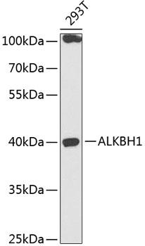 ALKBH1 Rabbit pAb