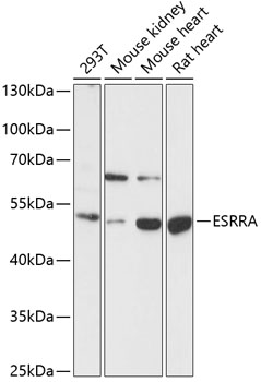 ESRRA Rabbit pAb