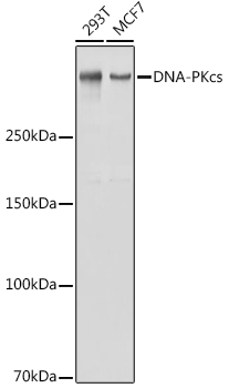 DNA-PKcs Rabbit pAb