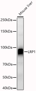 LRP1 Rabbit pAb