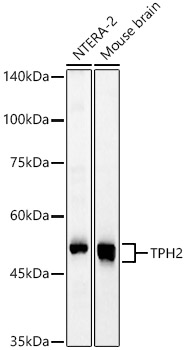 TPH2 Rabbit pAb