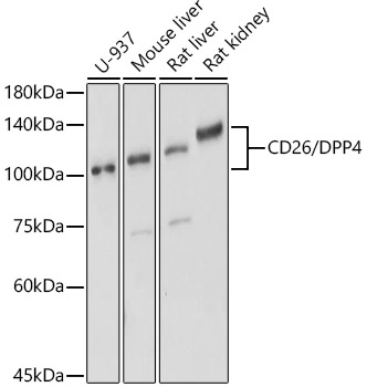 CD26/DPP4 Rabbit pAb