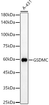 GSDMC Rabbit pAb