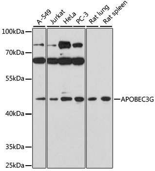 APOBEC3G Rabbit pAb