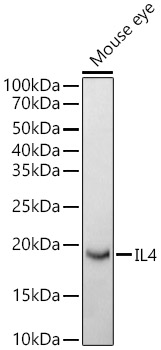 IL4 Rabbit pAb