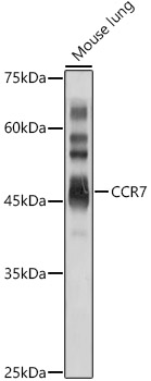 CCR7 Rabbit pAb