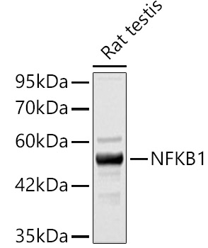 NFKB1 Rabbit pAb