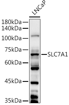 SLC7A1 Rabbit pAb