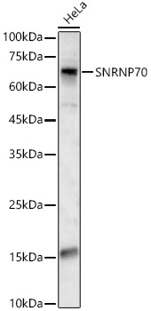 SNRNP70 Rabbit pAb