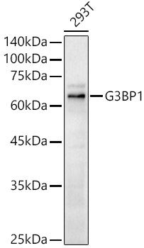 G3BP1 Rabbit pAb