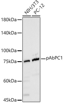 pAbPC1 Rabbit pAb