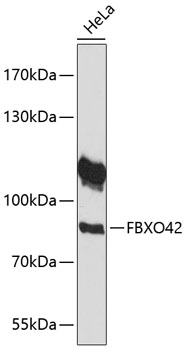 FBXO42 Rabbit pAb