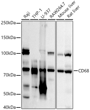 CD68 Rabbit pAb