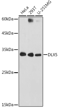 DLX5 Rabbit pAb