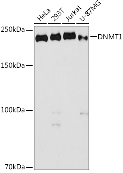 DNMT1 Rabbit pAb