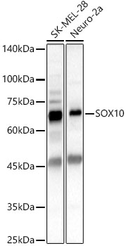 SOX10 Rabbit pAb