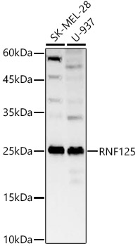 RNF125 Rabbit pAb