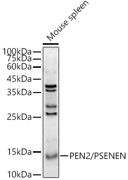 PEN2/PSENEN Rabbit pAb