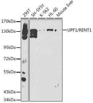 UPF1/RENT1 Rabbit pAb