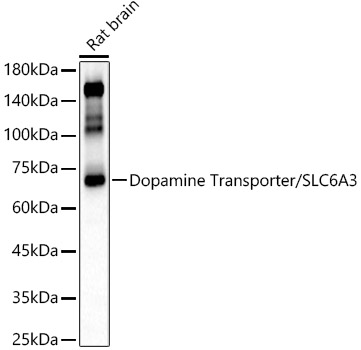 Dopamine Transporter/SLC6A3 Rabbit pAb