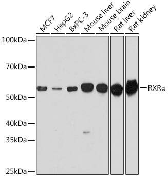 RXRα Rabbit pAb