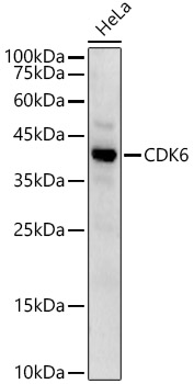 CDK6 Rabbit pAb