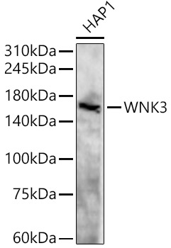 WNK3 Rabbit pAb