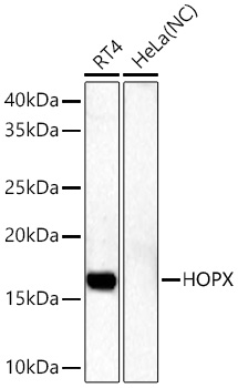 HOPX Rabbit PolymAb®