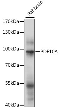 PDE10A Rabbit pAb