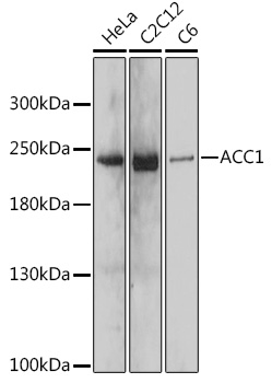 ACC1 Rabbit pAb