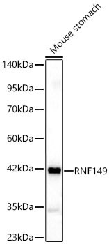 RNF149 Rabbit pAb