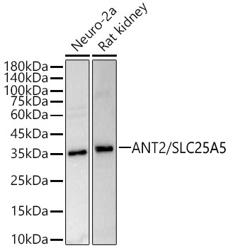 ANT2/SLC25A5 Rabbit pAb