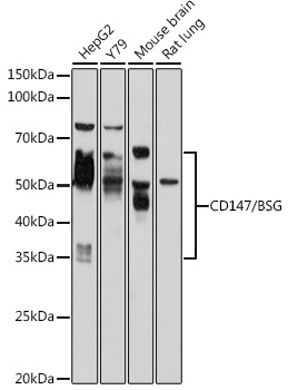 CD147/BSG Rabbit pAb