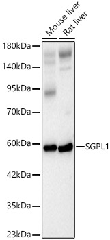 SGPL1 Rabbit pAb