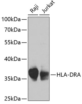 HLA-DRA Rabbit pAb