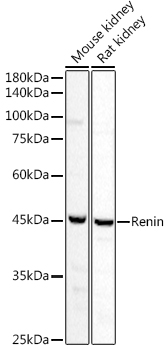 Renin Rabbit pAb