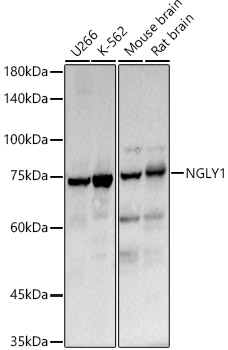 NGLY1 Rabbit pAb