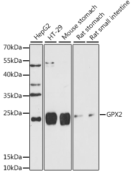 GPX2 Rabbit pAb