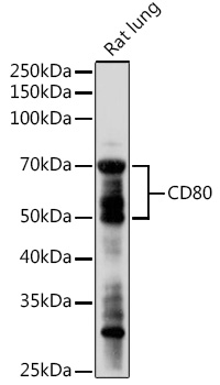 CD80 Rabbit pAb