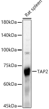 TAP2 Rabbit pAb