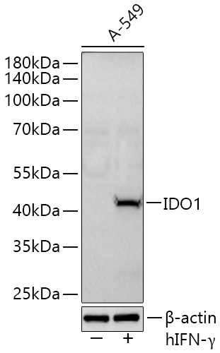 IDO1 Rabbit PolymAb®