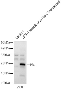 PRL Rabbit pAb