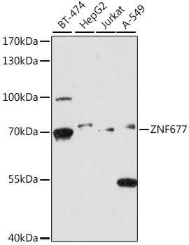 ZNF677 Rabbit pAb