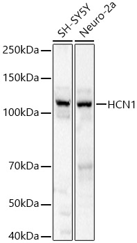 HCN1 Rabbit pAb