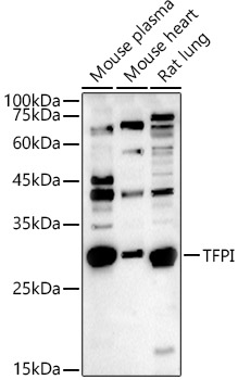 TFPI Rabbit pAb