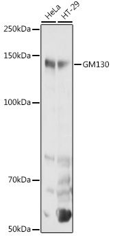 GM130 Rabbit pAb