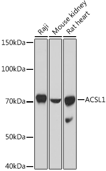 ACSL1 Rabbit pAb